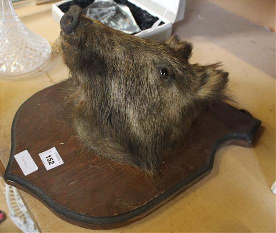 Taxidermic boars head(-)